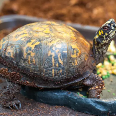 Eastern Box Turtle at the Harris Nature Center eating a meal
