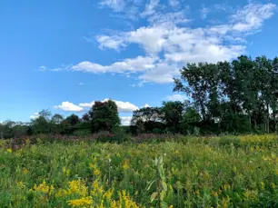 Prairie wetland in the summer