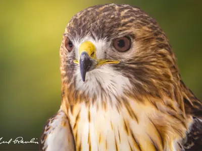 Close up shot of Aztec the Red Tailed Hawk