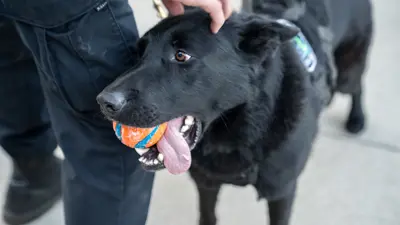 Meridian Township Police k9 officer Ares