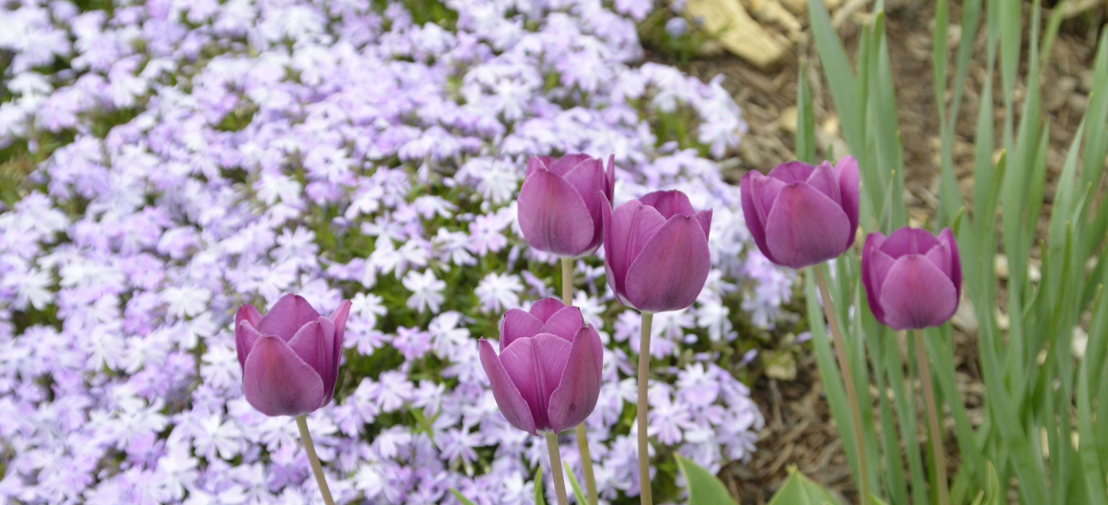Purple tulips in a garden